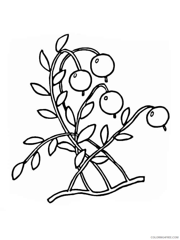 Cranberry Coloring Pages Berries Fruits Cranberry berries 5 Printable 2021 117 Coloring4free