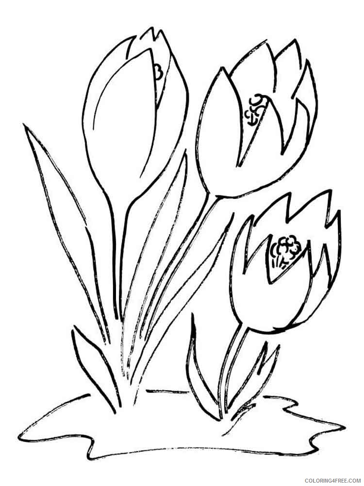Crocus Coloring Pages Flowers Nature Crocus flower 7 Printable 2021 090 Coloring4free