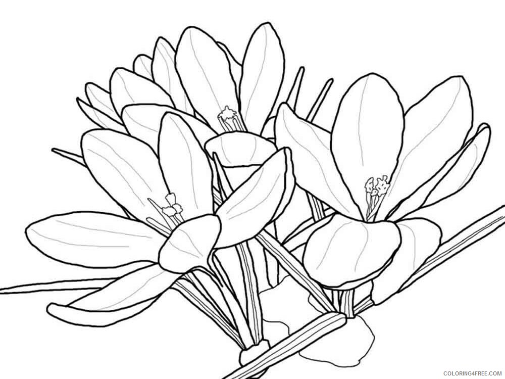 Crocus Coloring Pages Flowers Nature Crocus flower 8 Printable 2021 091 Coloring4free