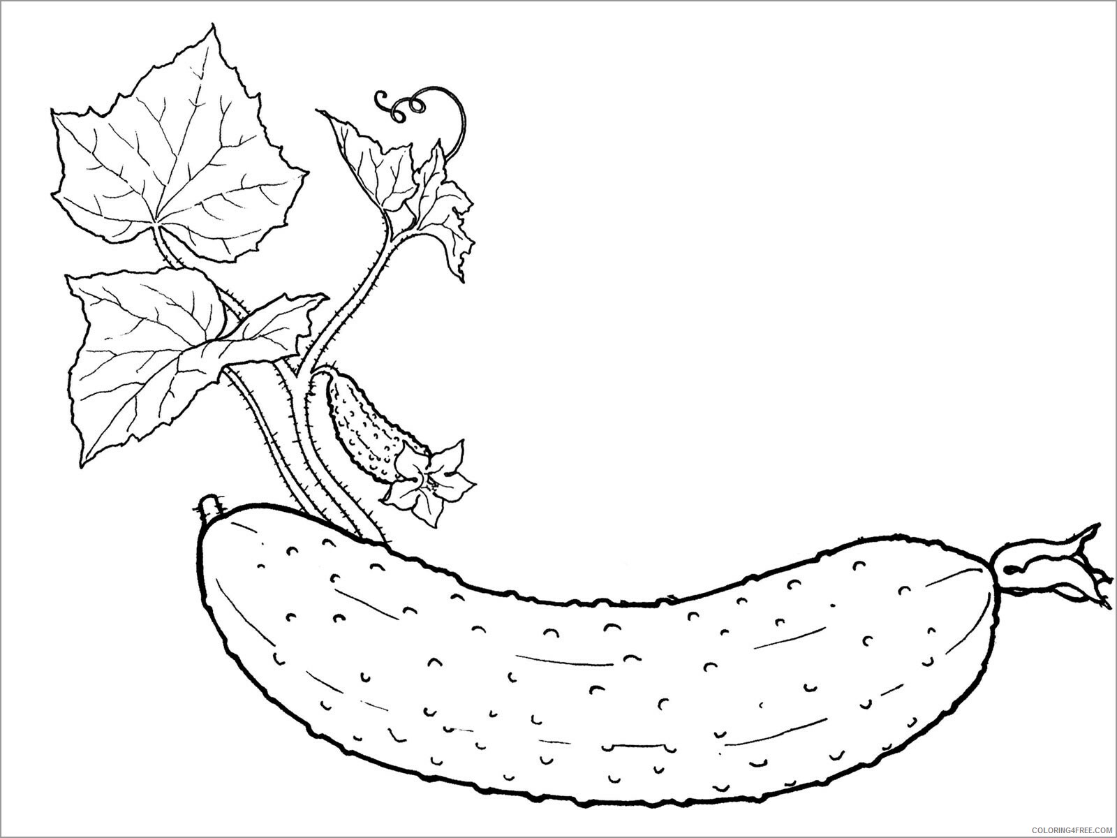 Cucumber Coloring Pages Vegetables Food realistic cucumbers Printable 2021 579 Coloring4free