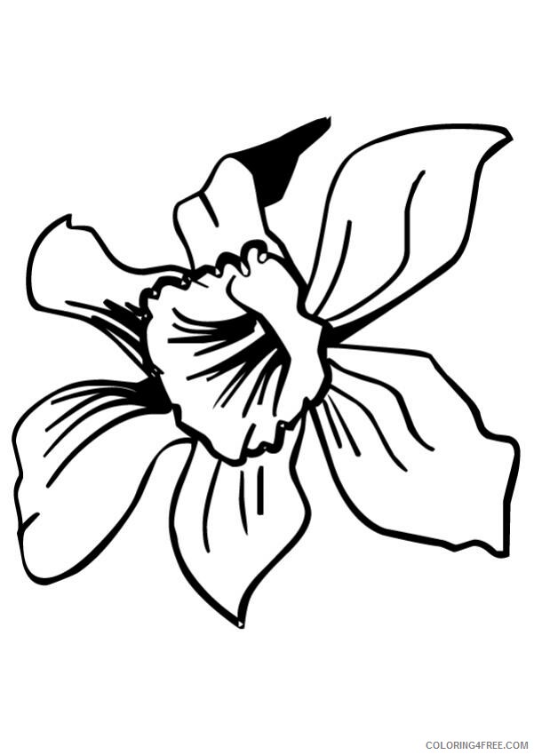 Daffodil Coloring Pages Flowers Nature Daffodil Flower Printable 2021 098 Coloring4free