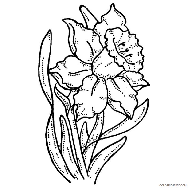 Daffodil Coloring Pages Flowers Nature Daffodil Printable 2021 095 Coloring4free