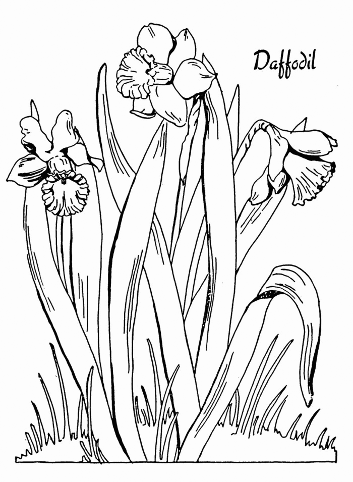 Daffodil Coloring Pages Flowers Nature Daffodil Printable 2021 096 Coloring4free