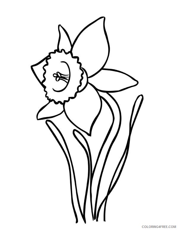 Daffodil Coloring Pages Flowers Nature Daffodil Printable 2021 097 Coloring4free
