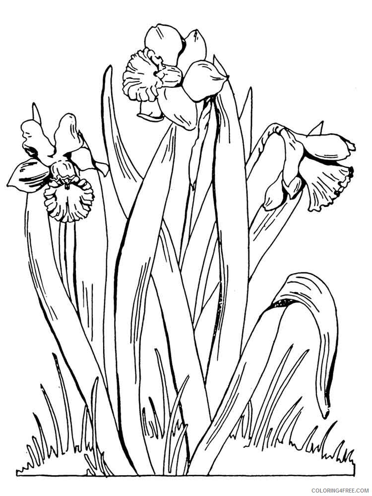 Daffodil Coloring Pages Flowers Nature Daffodil flower 1 Printable 2021 099 Coloring4free