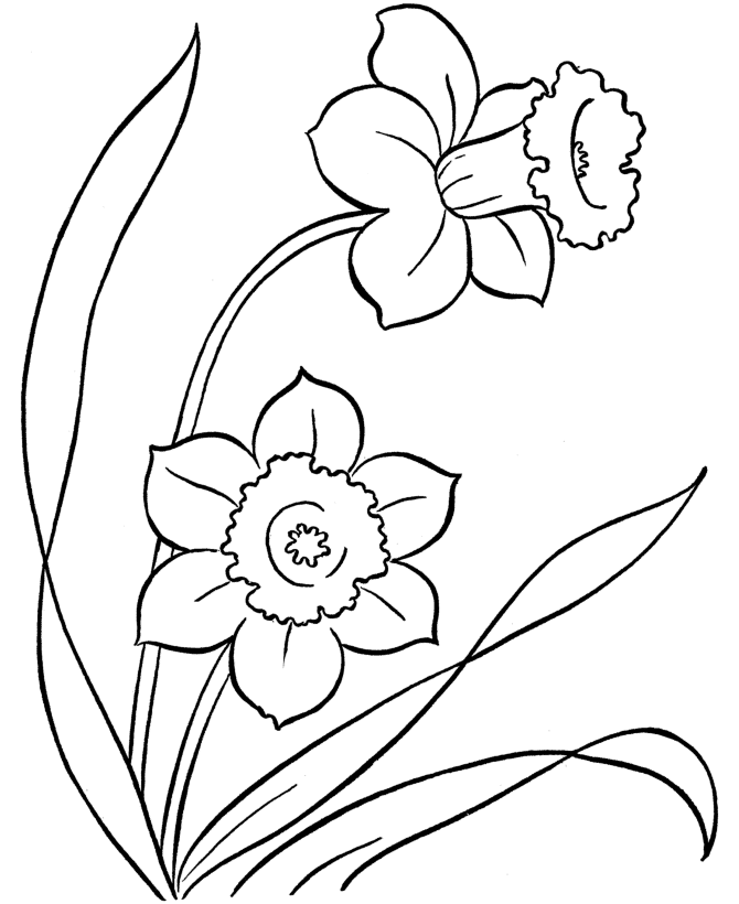 Daffodil Coloring Pages Flowers Nature Daffodils Printable 2021 101 Coloring4free