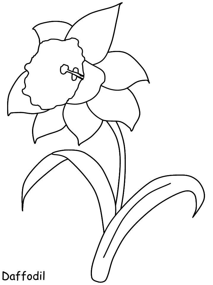 Daffodil Coloring Pages Flowers Nature Easy Daffodil Printable 2021 103 Coloring4free
