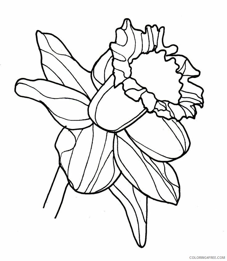 Daffodil Coloring Pages Flowers Nature Pretty Daffodil Printable 2021 104 Coloring4free