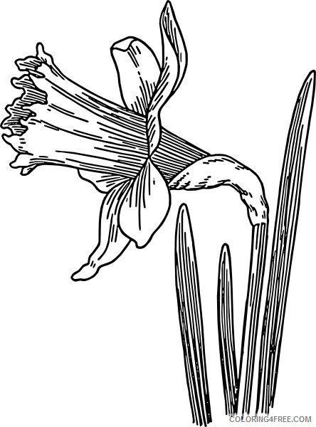 Daffodil Coloring Pages Flowers Nature Single Daffodil Printable 2021 105 Coloring4free