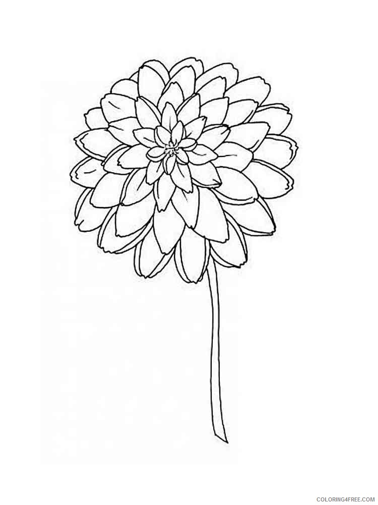 Dahlia Coloring Pages Flowers Nature Dahlia flower 8 Printable 2021 111 Coloring4free