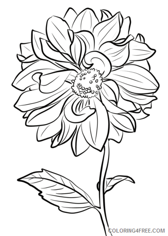 Dahlia Coloring Pages Flowers Nature dahlia marguerite clark Printable 2021 107 Coloring4free