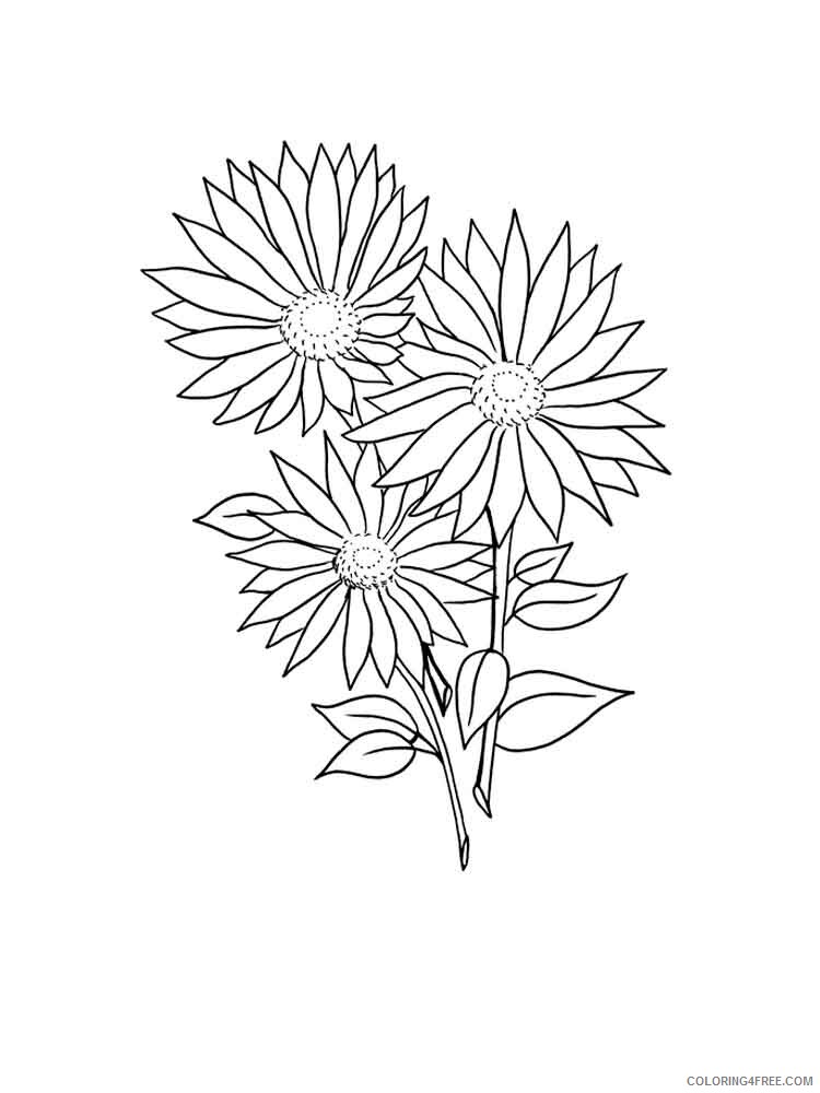 Daisy Coloring Pages Flowers Nature Daisy flower 8 Printable 2021 118 Coloring4free