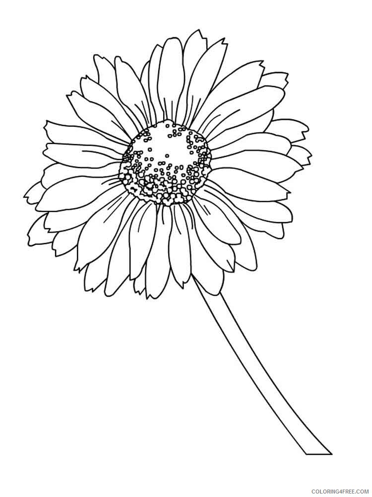 Daisy Coloring Pages Flowers Nature Daisy flower 9 Printable 2021 119 Coloring4free