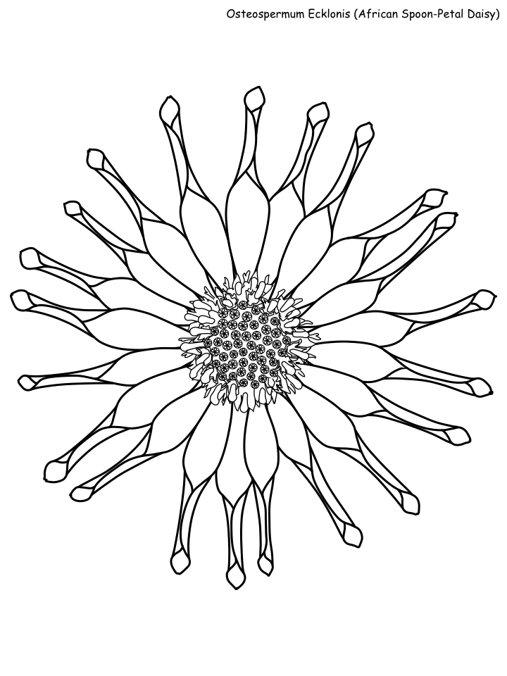 Daisy Coloring Pages Flowers Nature spoon petal daisy Printable 2021 127 Coloring4free