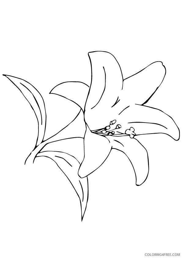 Desert Coloring Pages Nature 1526979369_desert lily a4 Printable 2021 113 Coloring4free