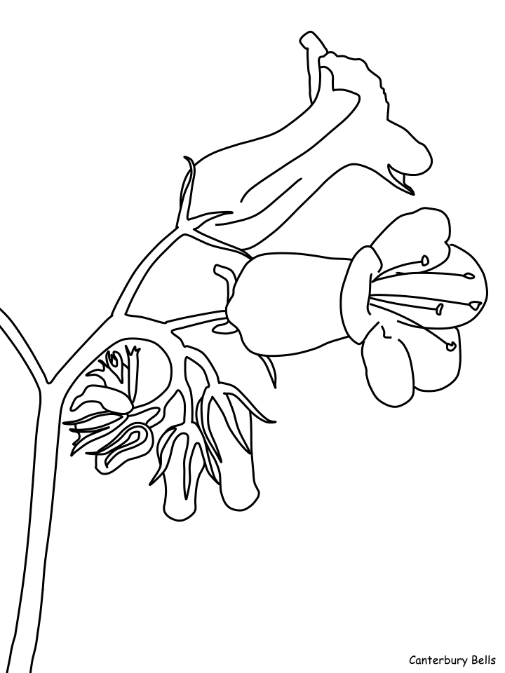 Desert Coloring Pages Nature canterbury bells Printable 2021 114 Coloring4free