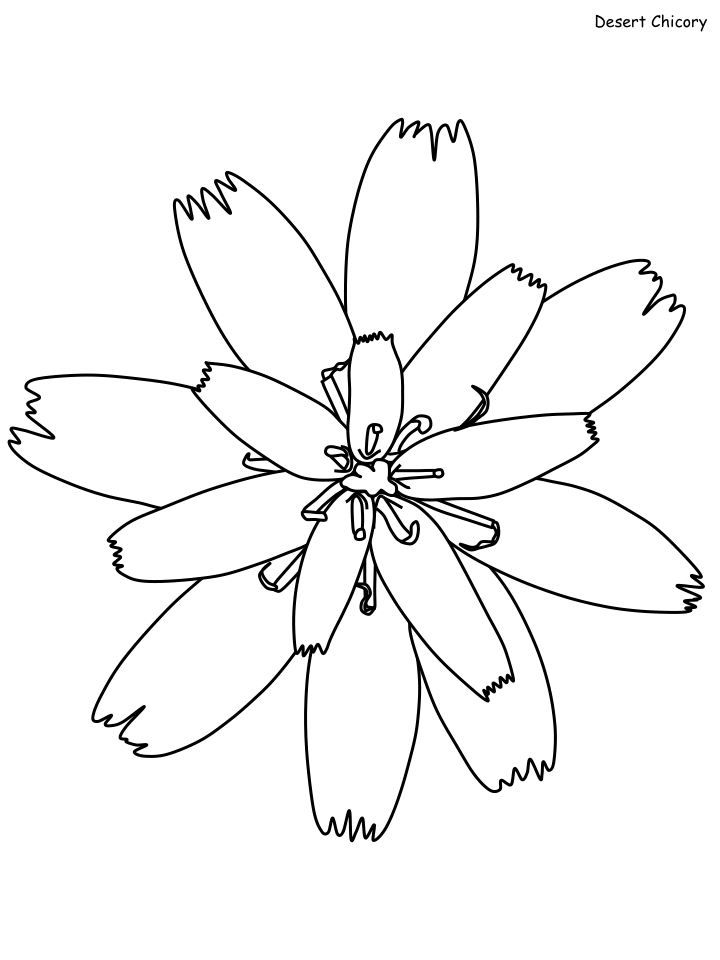 Desert Coloring Pages Nature chicory Printable 2021 115 Coloring4free