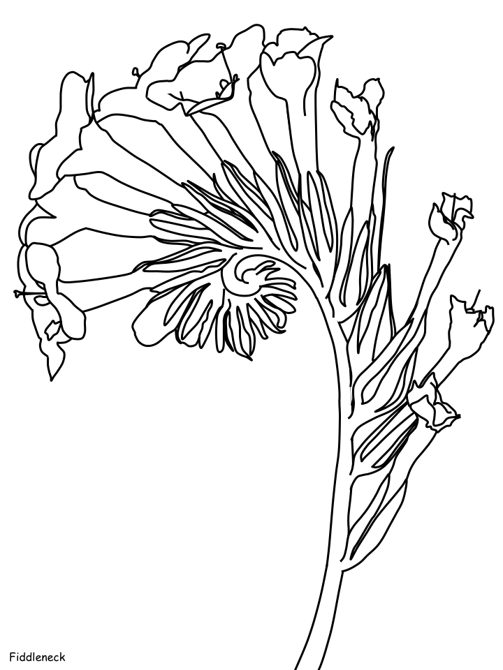 Desert Coloring Pages Nature fiddleneck Printable 2021 136 Coloring4free