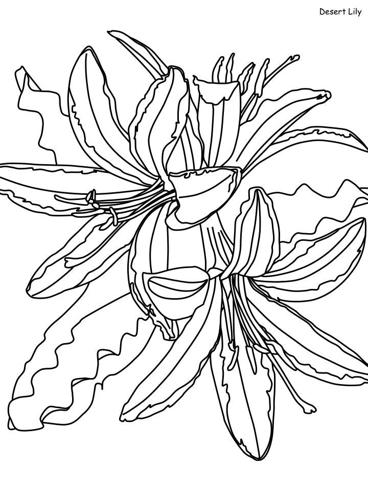 Desert Coloring Pages Nature lily Printable 2021 140 Coloring4free