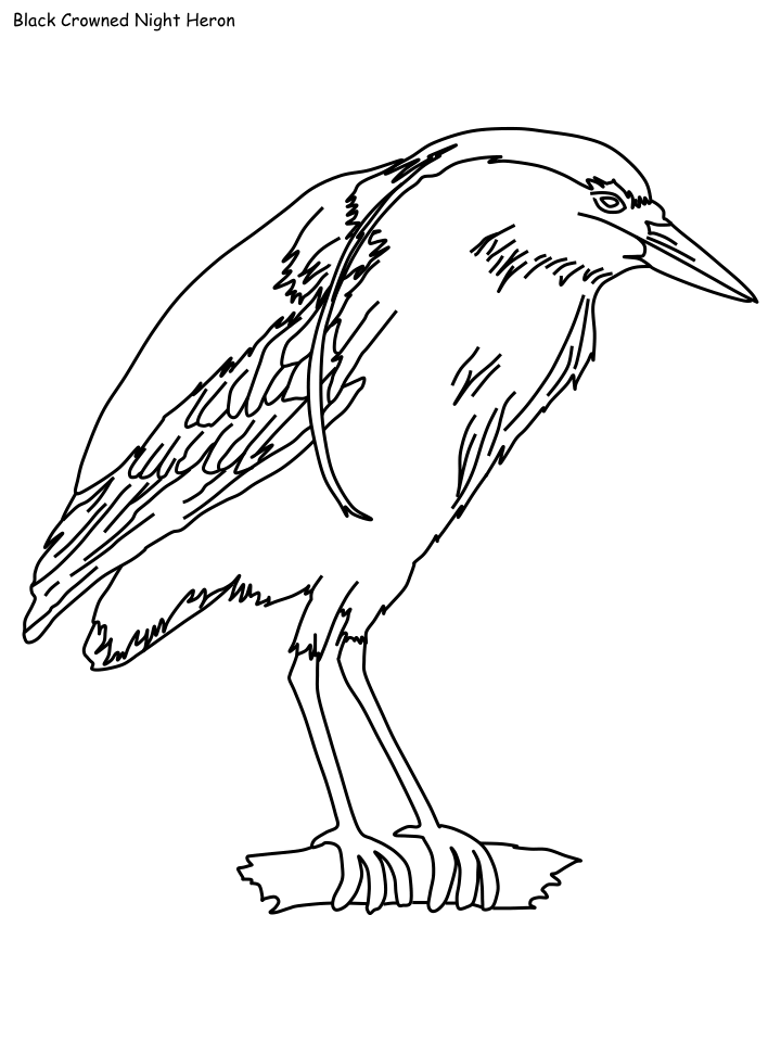 Desert Coloring Pages Nature night heron Printable 2021 141 Coloring4free
