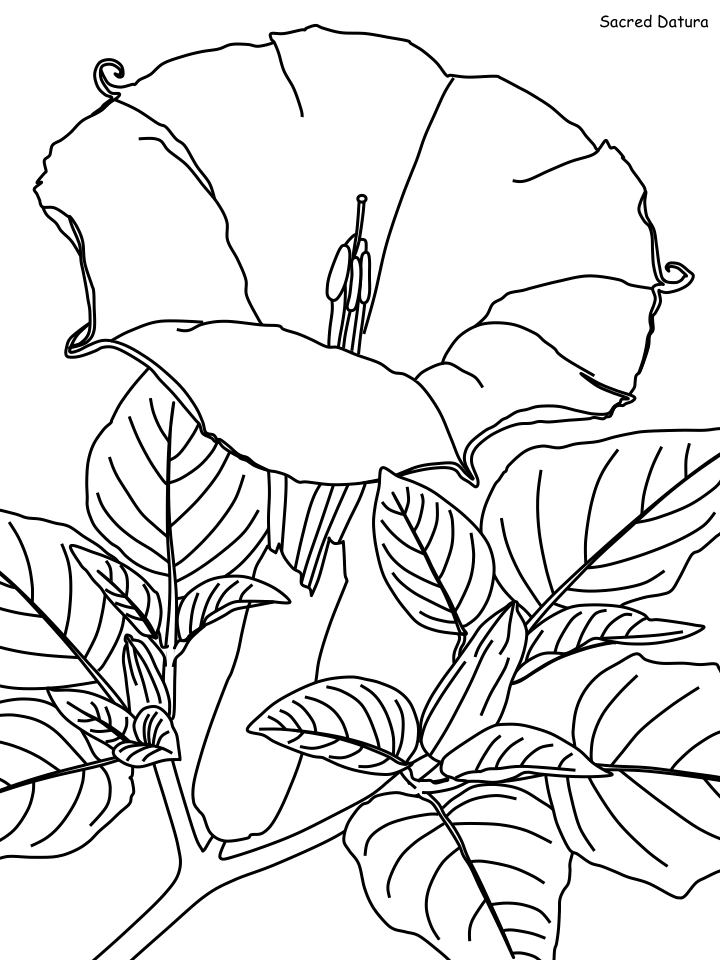 Desert Coloring Pages Nature sacred datura Printable 2021 145 Coloring4free
