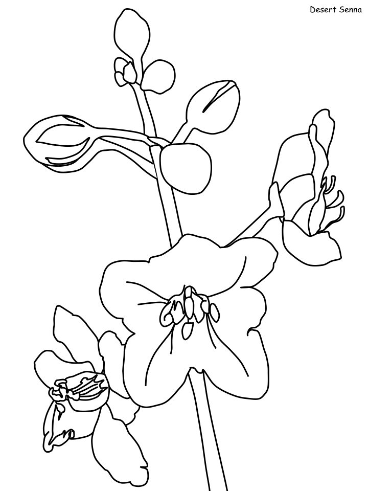 Desert Coloring Pages Nature senna Printable 2021 146 Coloring4free