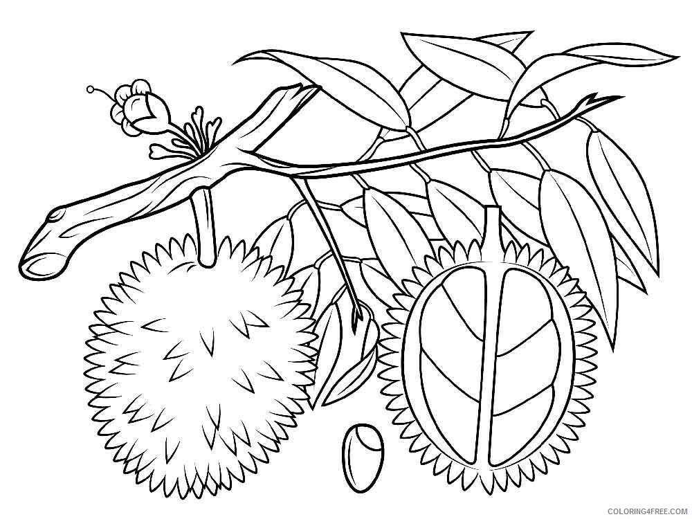 Durian Coloring Pages Fruits Food Durian fruits 6 Printable 2021 183 Coloring4free