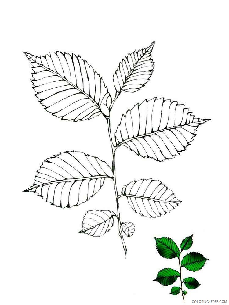 Elm Tree Coloring Pages Tree Nature elm tree 1 Printable 2021 552 Coloring4free