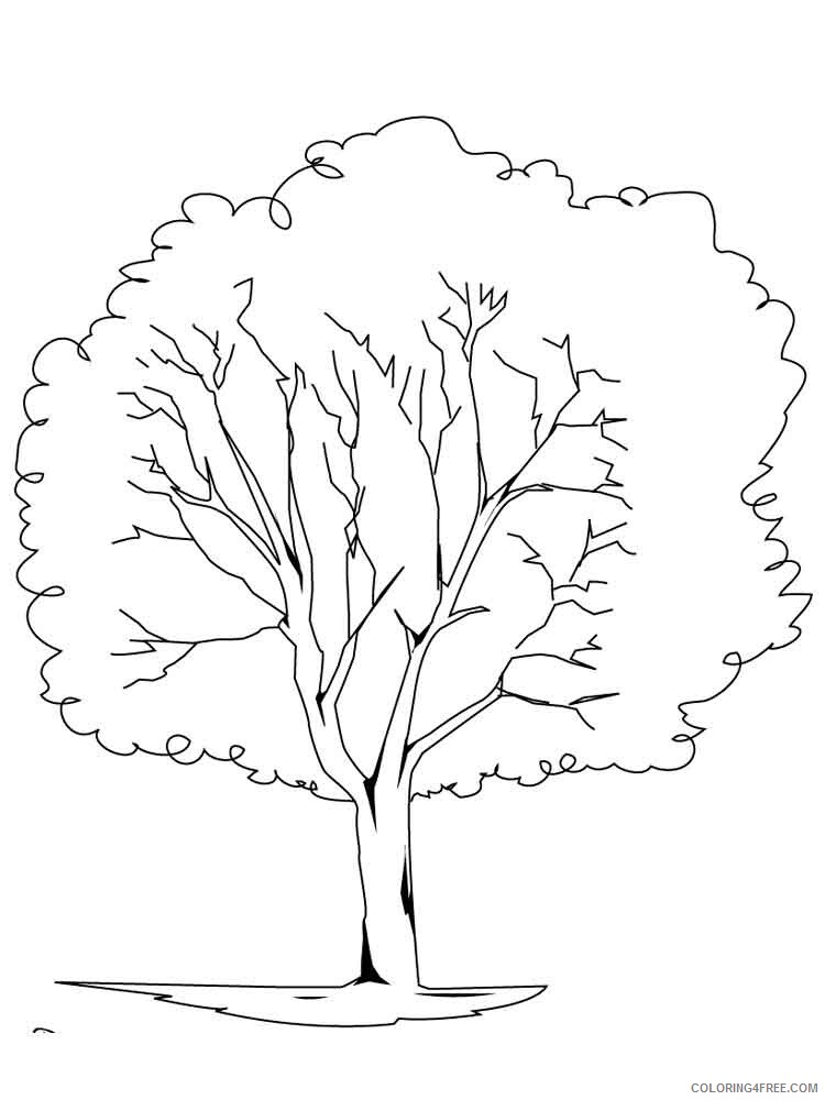 Elm Tree Coloring Pages Tree Nature elm tree 4 Printable 2021 554 Coloring4free