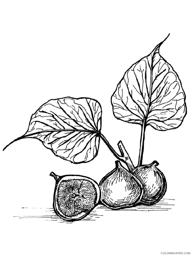 Figs Coloring Pages Fruits Food Figs fruits 10 Printable 2021 190 Coloring4free