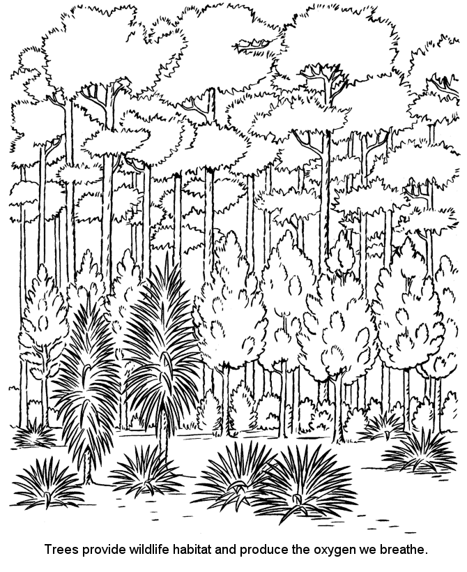 Forest Coloring Pages Nature Trees are Habitat in the Forest Printable 2021 205 Coloring4free