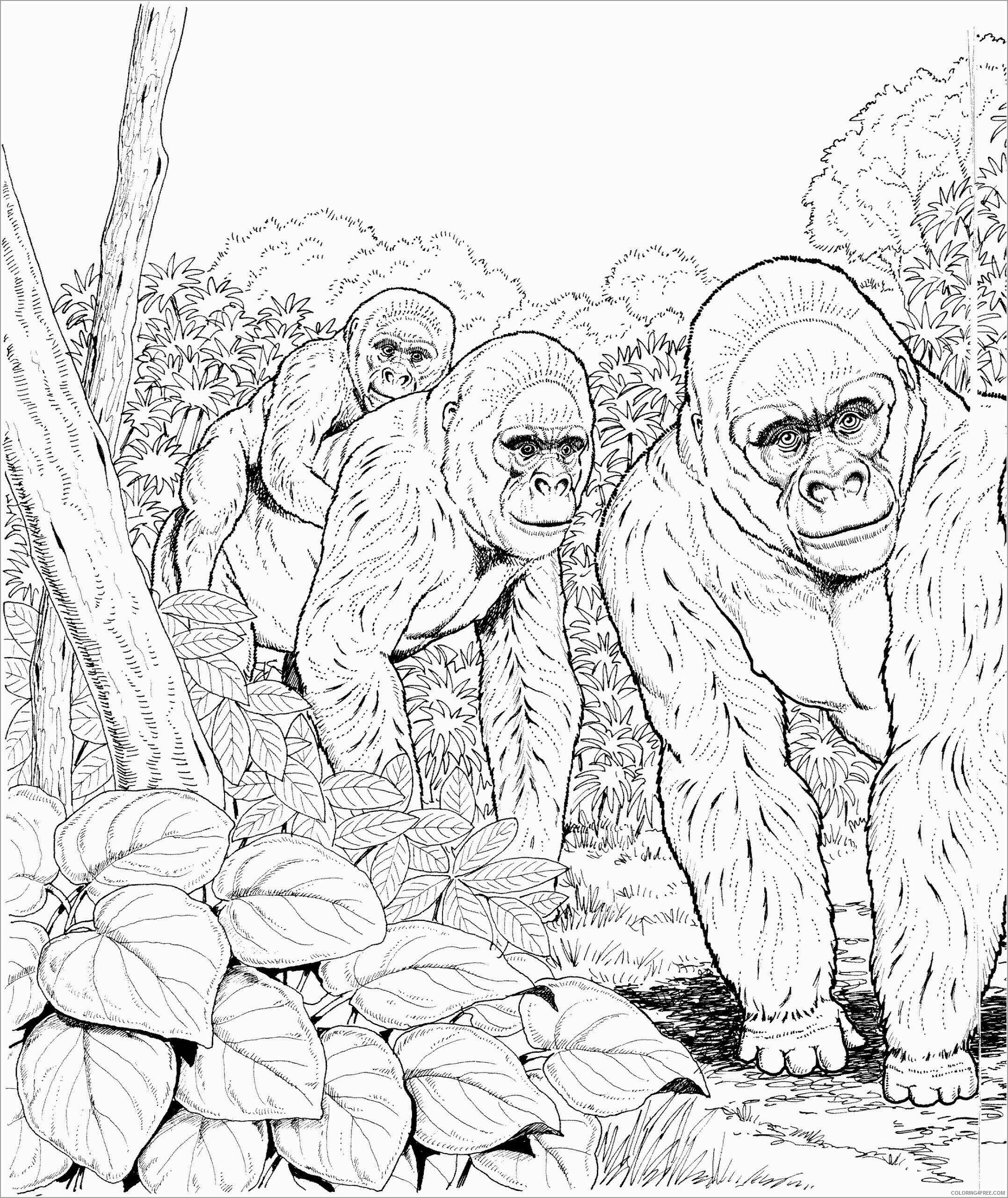 Forest Coloring Pages Nature apes in the forest Printable 2021 189 Coloring4free