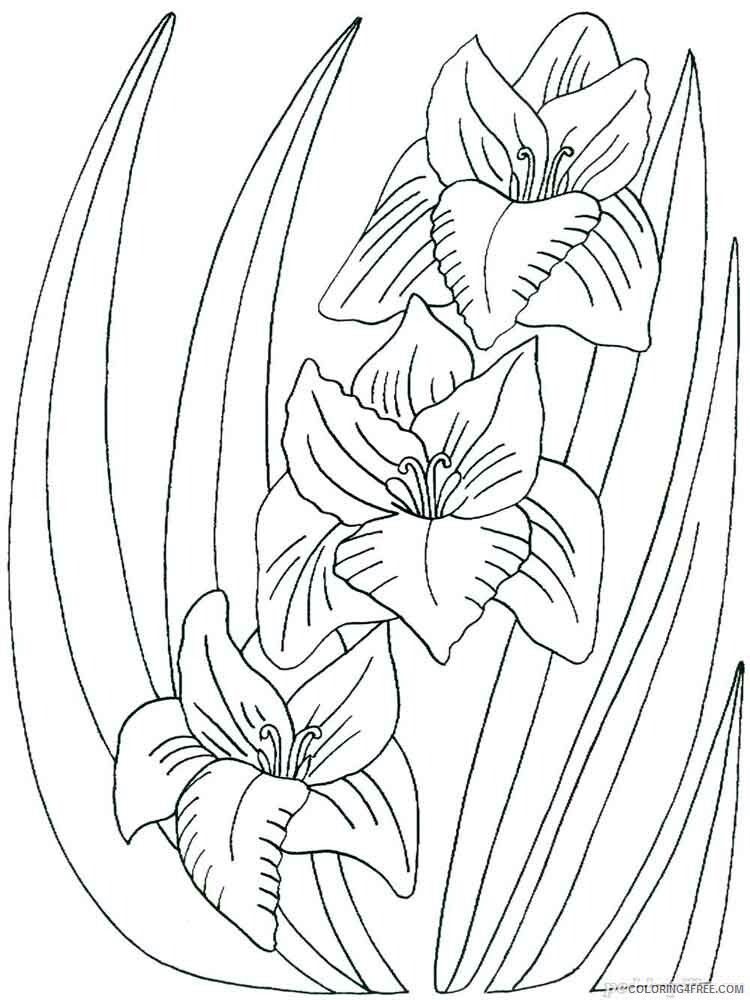 Gladiolus Coloring Pages Flowers Nature Gladiolus flower 1 Printable 2021 177 Coloring4free