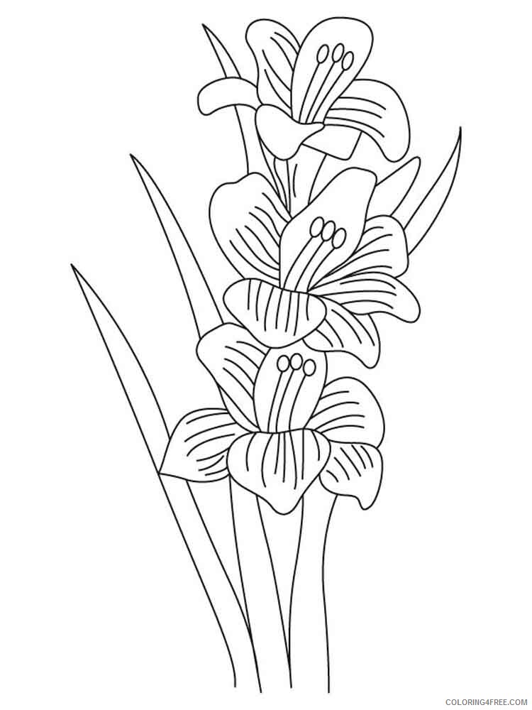 Gladiolus Coloring Pages Flowers Nature Gladiolus flower 7 Printable 2021 179 Coloring4free