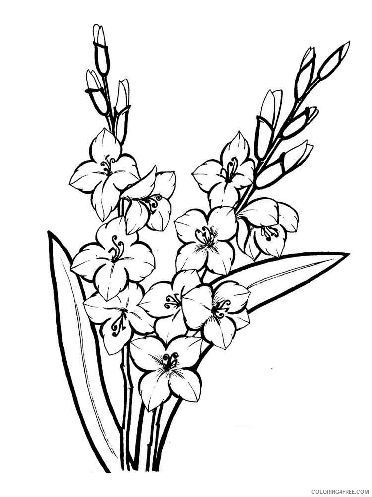Gladiolus Coloring Pages Flowers Nature Gladiolus flower 9 Printable 2021 180 Coloring4free