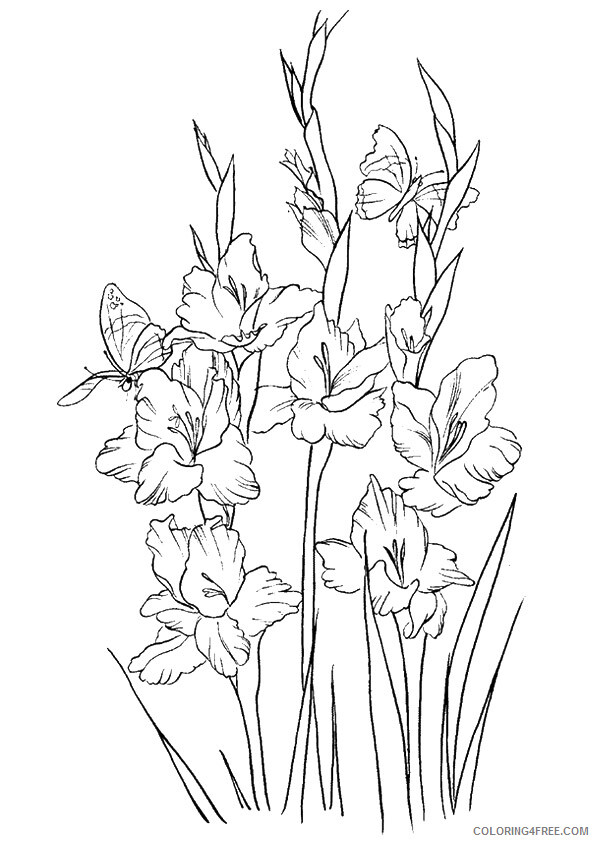 Gladiolus Coloring Pages Flowers Nature free gladiolus flowers to Printable 2021 176 Coloring4free