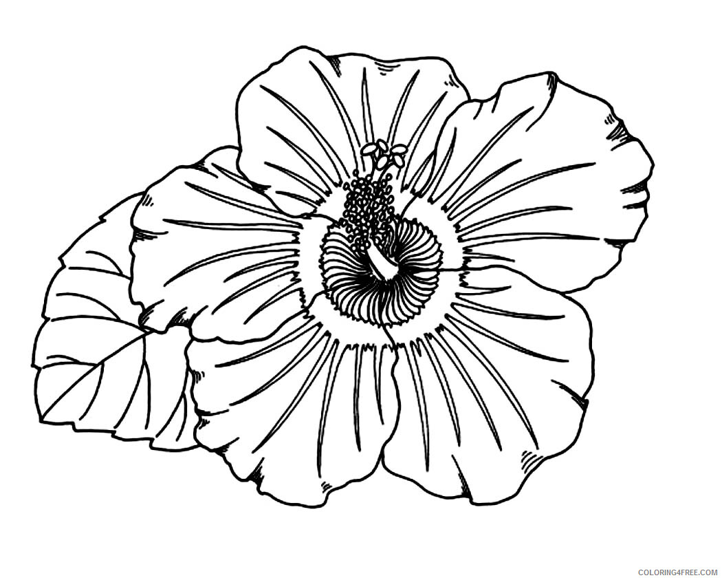 Hibiscus Coloring Pages Flowers Nature Hibiscus Flower for Kids Printable 2021 Coloring4free
