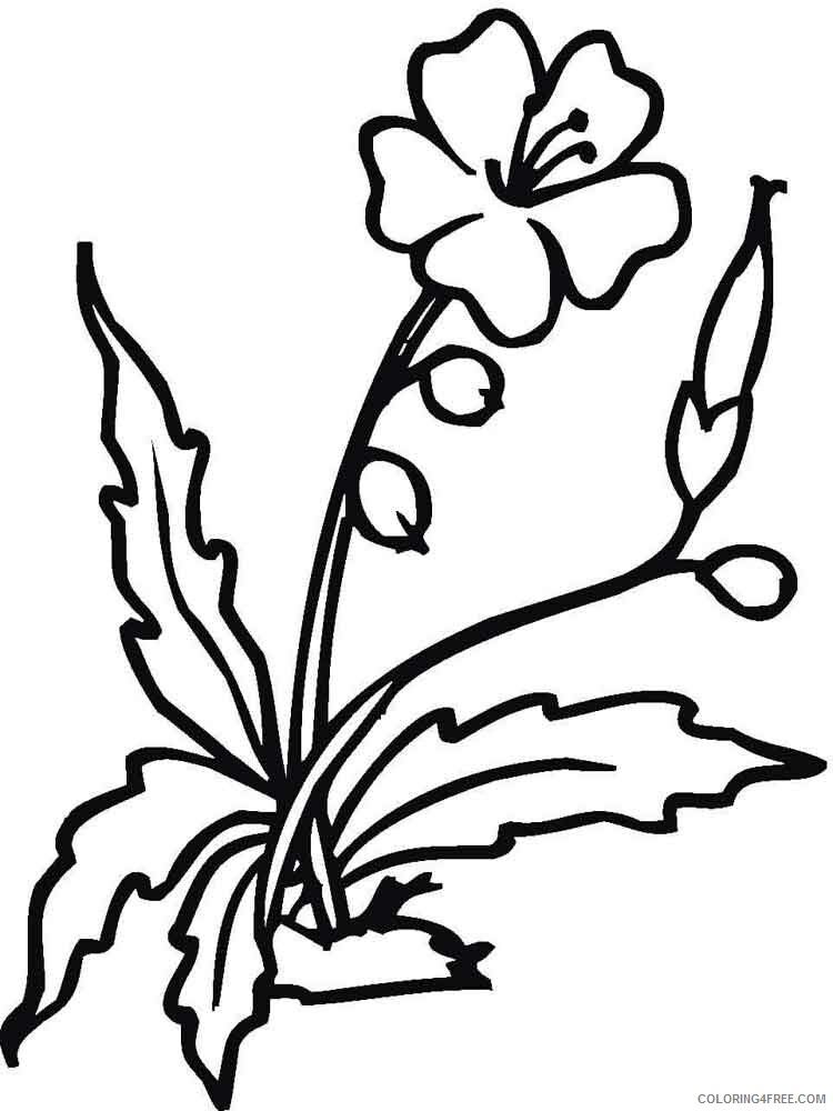 Hibiscus Coloring Pages Flowers Nature Hibiscus flower 2 Printable 2021 188 Coloring4free