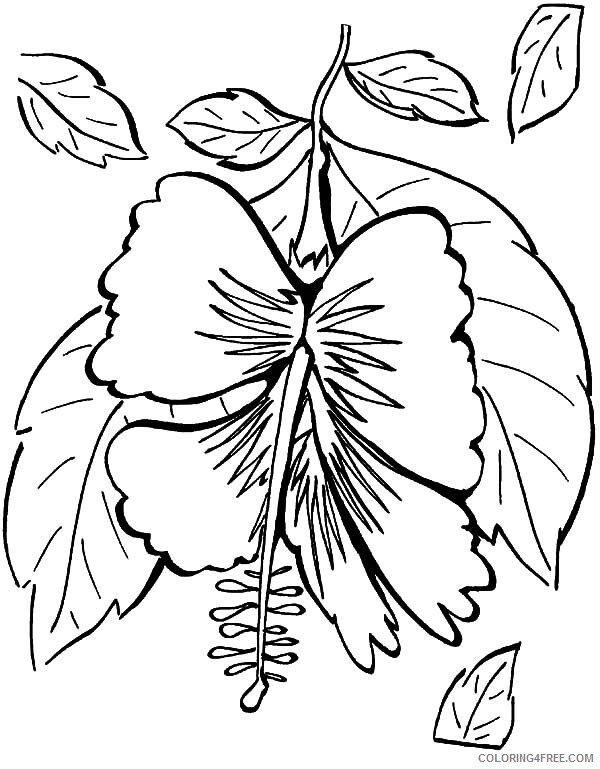 Hibiscus Coloring Pages Flowers Nature Hibiscus of Hawaii Printable 2021 199 Coloring4free