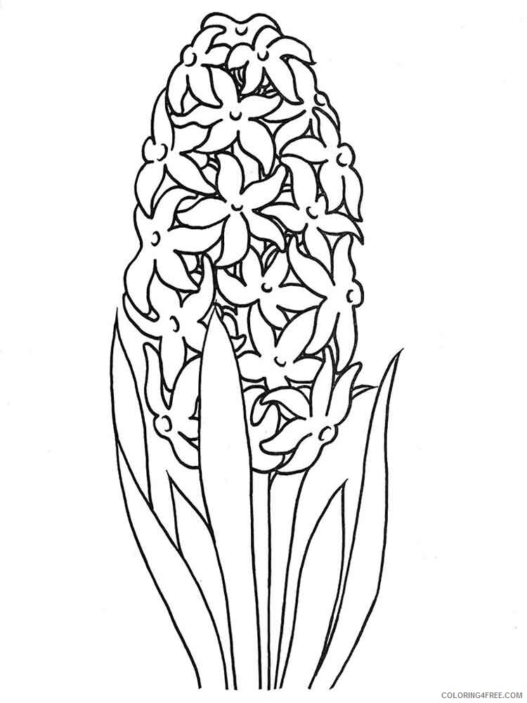Hyacinth Coloring Pages Flowers Nature Hyacinth flower 1 Printable 2021 201 Coloring4free