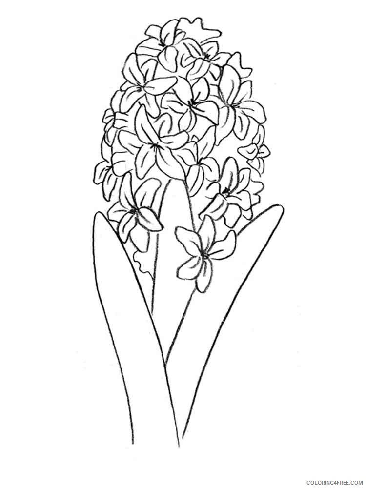 Hyacinth Coloring Pages Flowers Nature Hyacinth flower 4 Printable 2021 202 Coloring4free