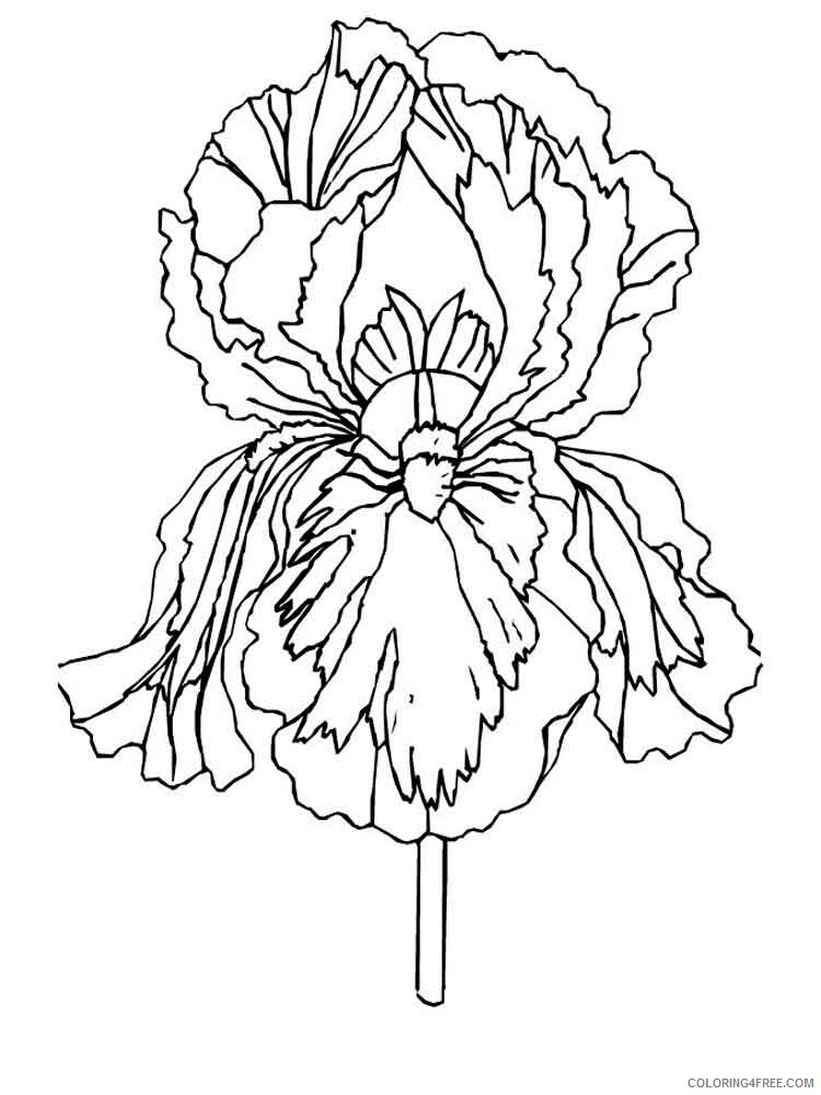 Iris Coloring Pages Flowers Nature Iris flower 1 Printable 2021 203 Coloring4free