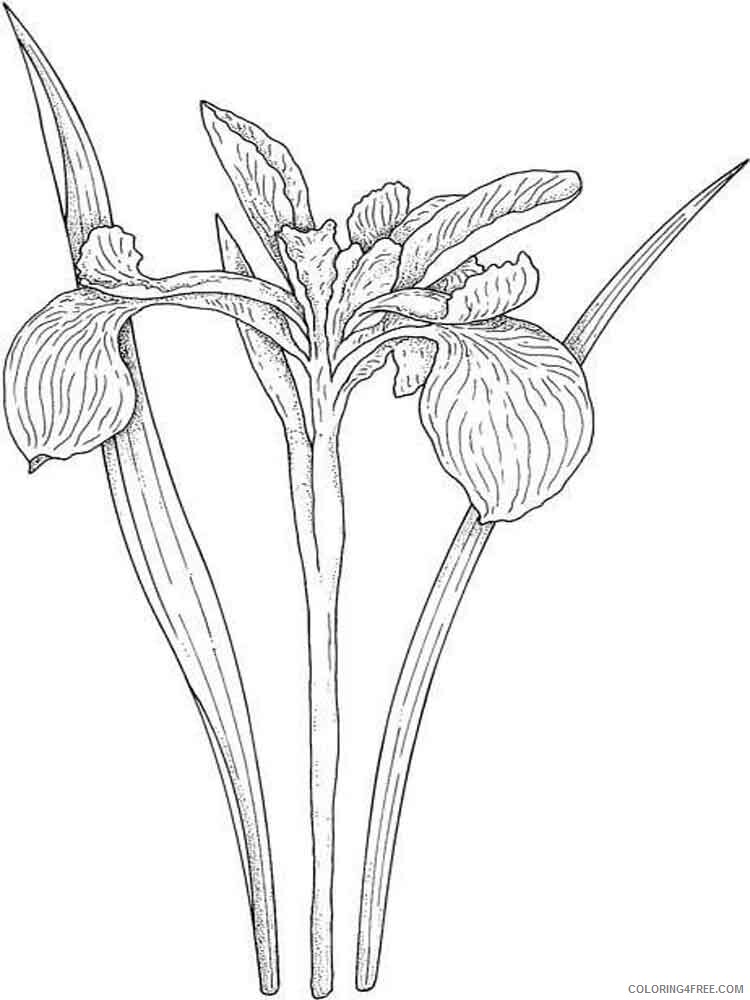 Iris Coloring Pages Flowers Nature Iris flower 11 Printable 2021 205 Coloring4free