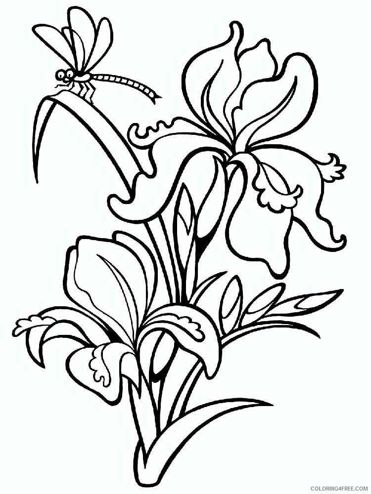 Iris Coloring Pages Flowers Nature Iris flower 2 Printable 2021 206 Coloring4free