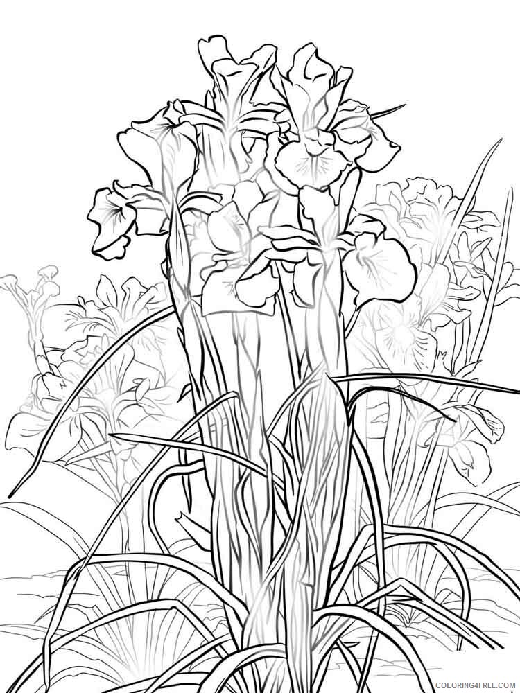 Iris Coloring Pages Flowers Nature Iris flower 3 Printable 2021 207 Coloring4free