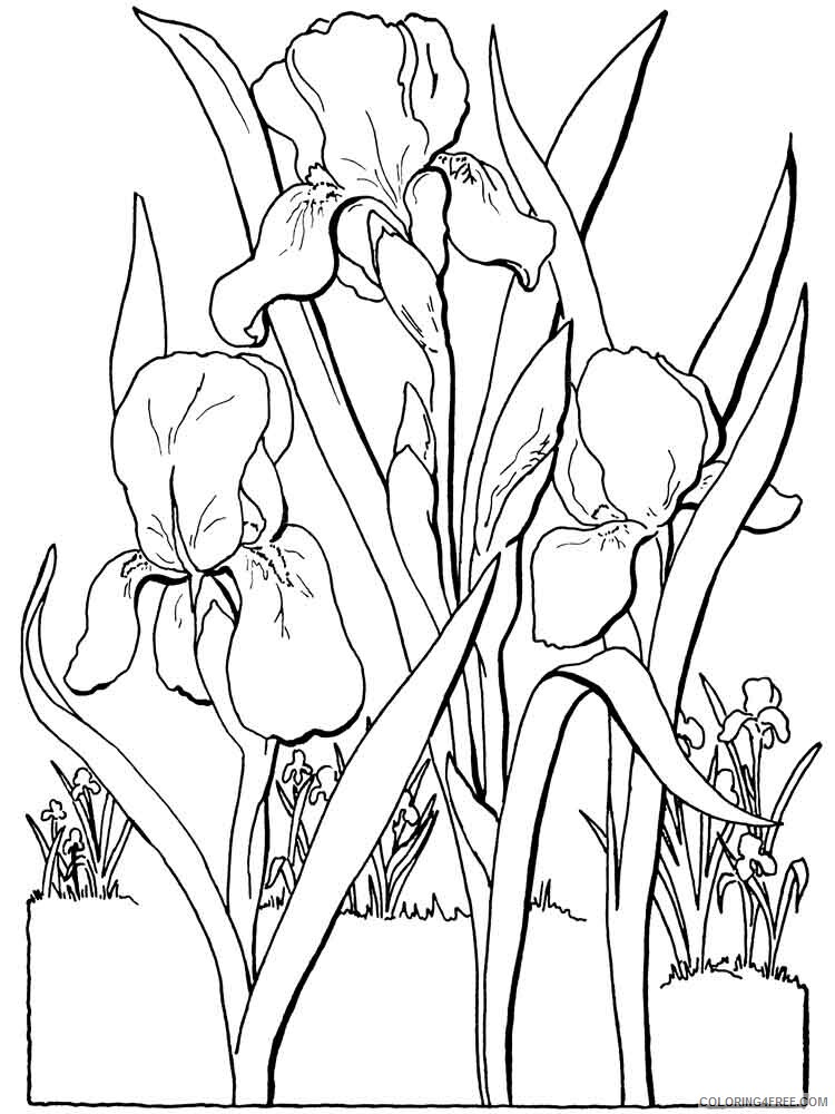 Iris Coloring Pages Flowers Nature Iris flower 5 Printable 2021 208 Coloring4free