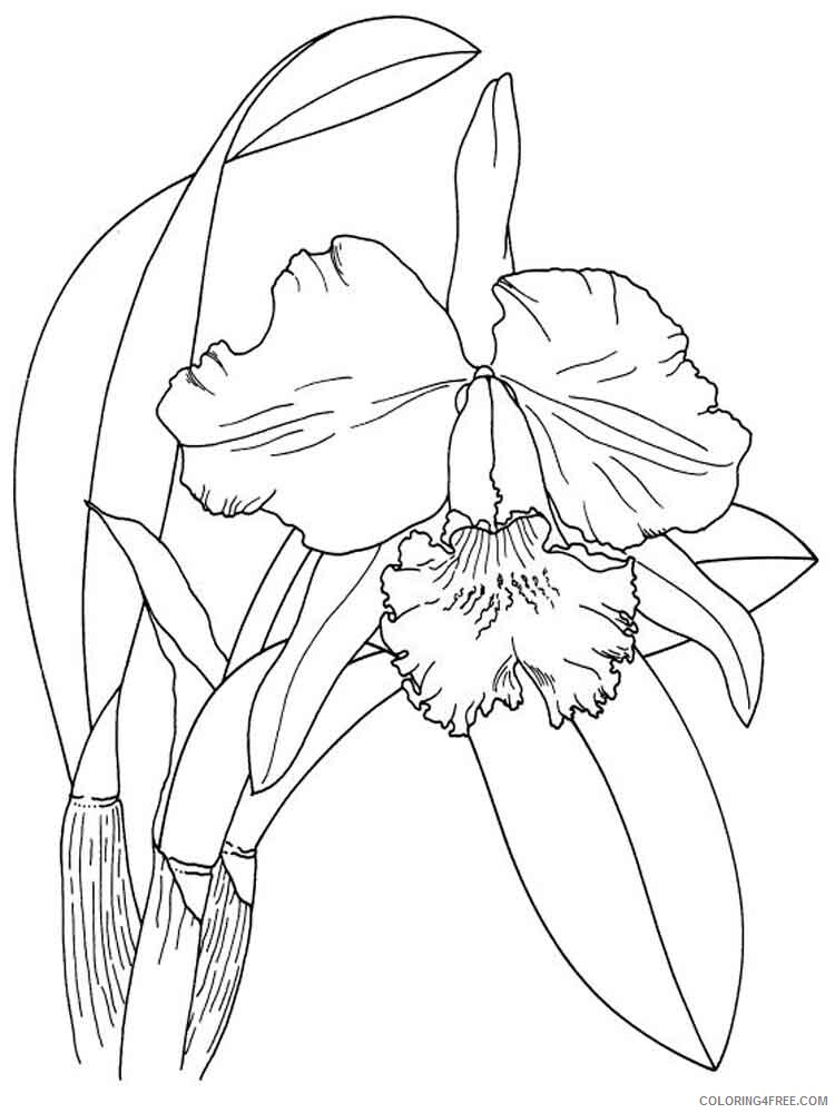 Iris Coloring Pages Flowers Nature Iris flower 6 Printable 2021 209 Coloring4free