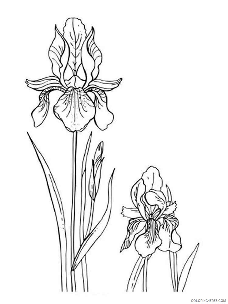 Iris Coloring Pages Flowers Nature Iris flower 7 Printable 2021 210 Coloring4free