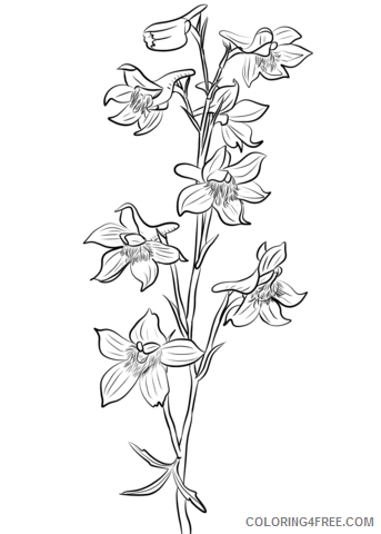 Larkspur Coloring Pages Flowers Nature larkspur Printable 2021 212 Coloring4free
