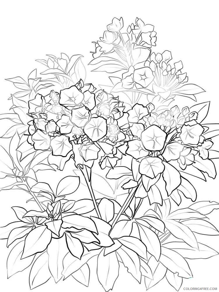 Laurel Coloring Pages Flowers Nature Laurel flower 8 Printable 2021 223 Coloring4free